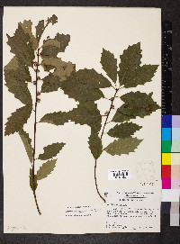 Quercus prinoides var. prinoides image