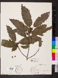 Quercus prinoides image