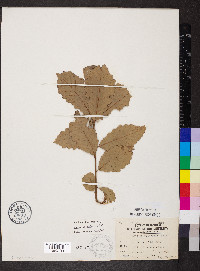 Quercus prinoides image