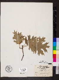 Quercus shumardii image