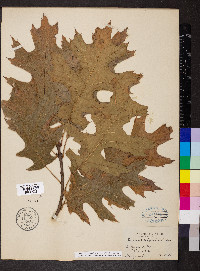 Quercus shumardii image