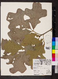 Quercus stellata var. stellata image