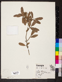 Quercus virginiana image