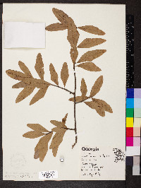 Quercus virginiana image