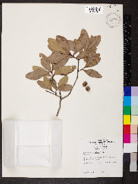 Quercus virginiana image