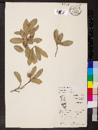 Quercus virginiana image