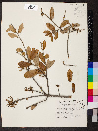 Quercus virginiana image