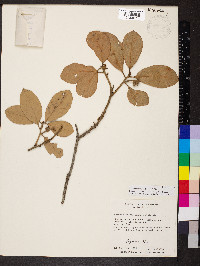 Quercus oleoides image