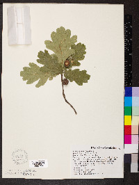 Quercus robur image