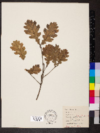 Quercus robur image