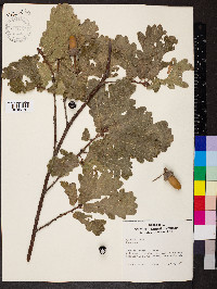 Quercus robur image