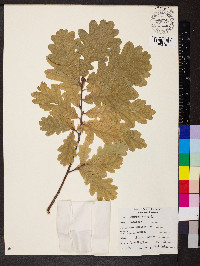 Quercus robur image