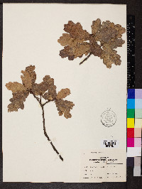 Quercus robur image