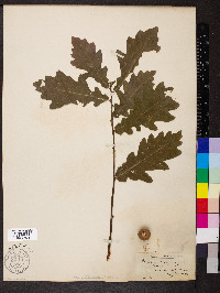 Quercus robur image