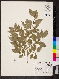 Ulmus alata image