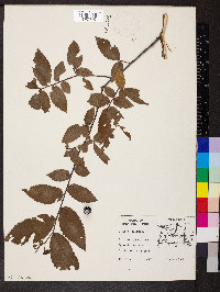 Ulmus alata image