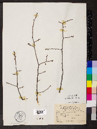 Ulmus alata image