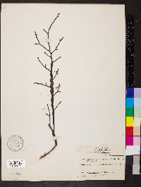 Ulmus alata image