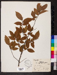 Ulmus alata image