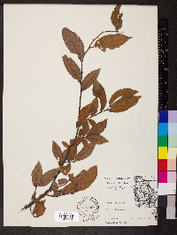 Ulmus alata image