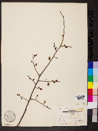 Ulmus alata image