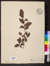 Ulmus alata image