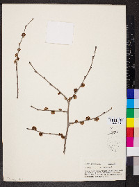 Ulmus pumila image