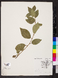 Ulmus pumila image