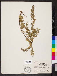 Ulmus pumila image