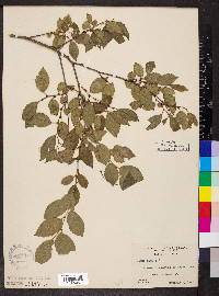 Ulmus pumila image