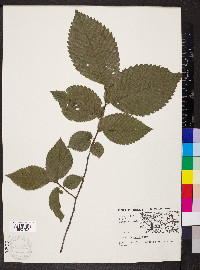 Ulmus thomasii image