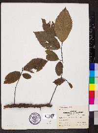 Ulmus thomasii image