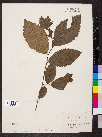 Ulmus thomasii image