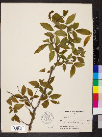 Ulmus alata image