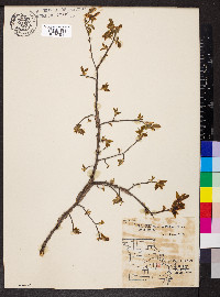 Ulmus alata image