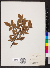 Ulmus alata image