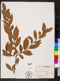 Ulmus alata image