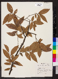 Ulmus alata image