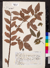 Ulmus alata image