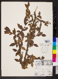 Ulmus alata image