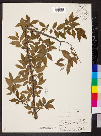 Ulmus alata image