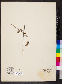 Ulmus alata image