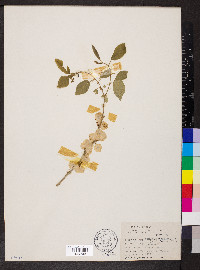 Ulmus pumila image