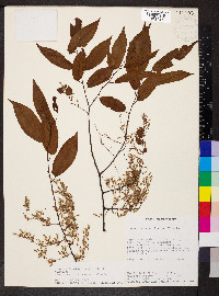 Ulmus mexicana image