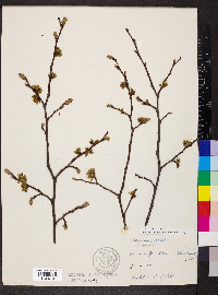 Ulmus glabra image