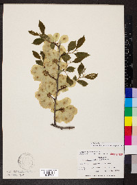 Ulmus procera image