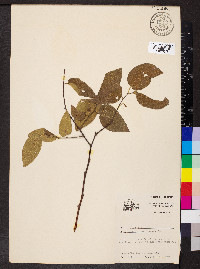 Celtis reticulata image