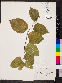 Celtis tenuifolia image