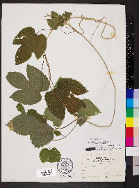 Humulus lupulus image