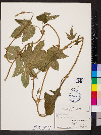 Humulus lupulus image